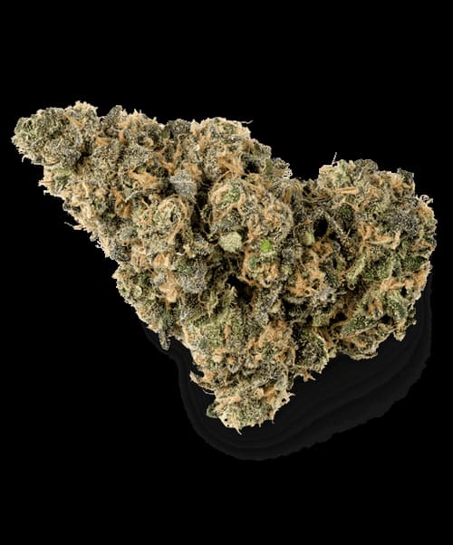 Papaya Sorbet > Elev8 Seeds | Semillas feminizadas  |  Índica